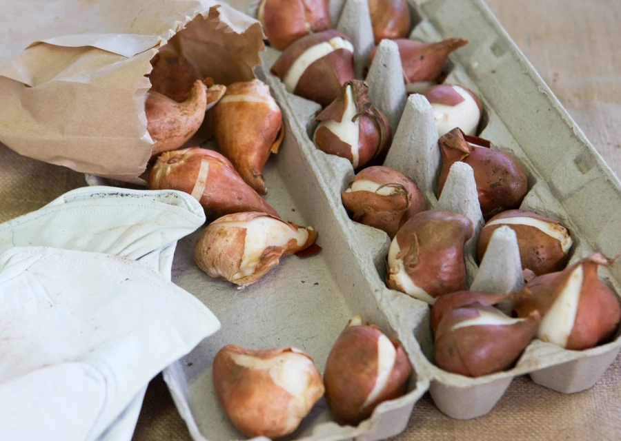 Bulbs for lazy gardeners