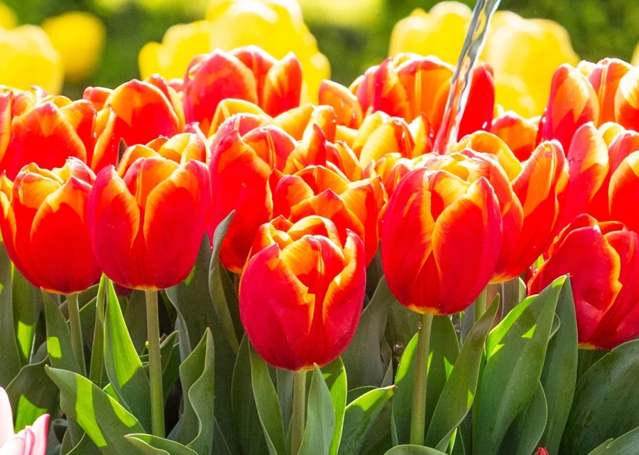 Tulip bulbs