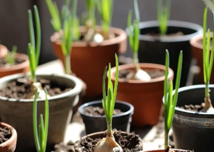 How To Grow Spring Bulbs in Pots