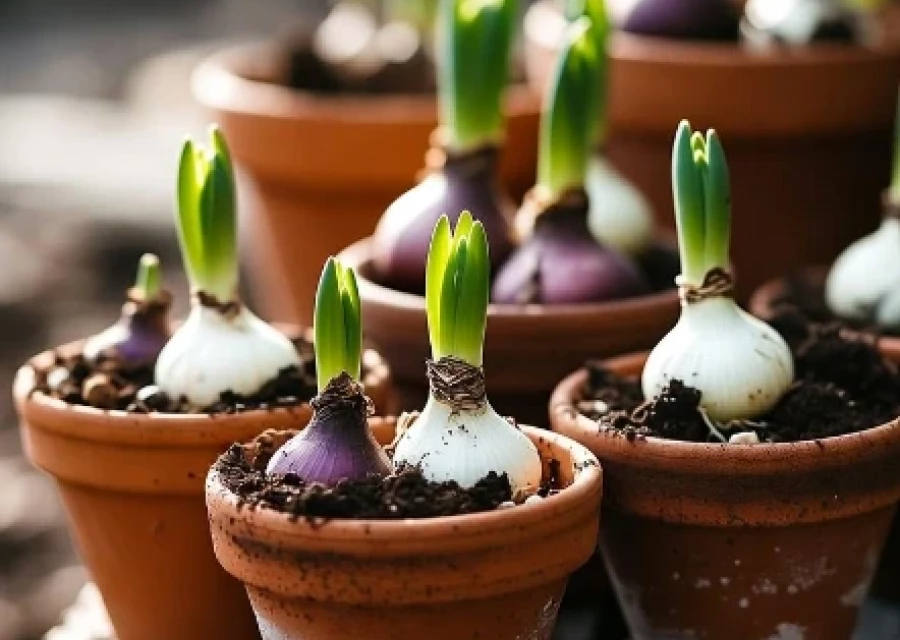 Top Ten Tips on How to Plant your Spring Bulbs in Pots