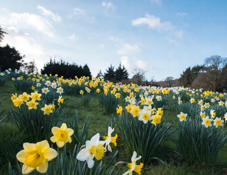 <p>As the spring bulbs you plant to naturalise will be there for many years, it`s a worthwhile investment of your time to ensure you’ve chosen the right spot and the soil is well prepared.</p>