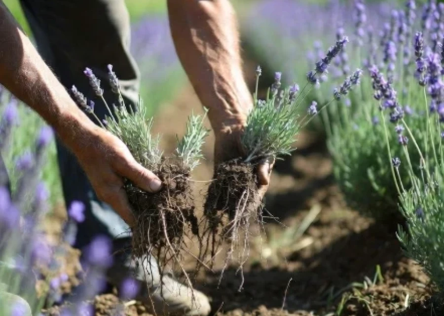 How To Divide Herbaceous And Evergreen Perennials