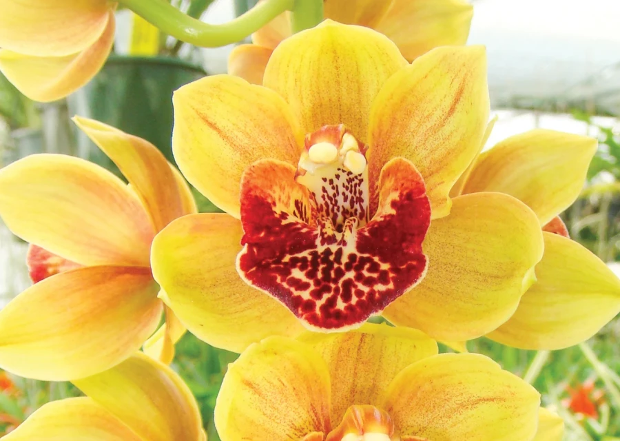 Field Guide to Cymbidium Orchids