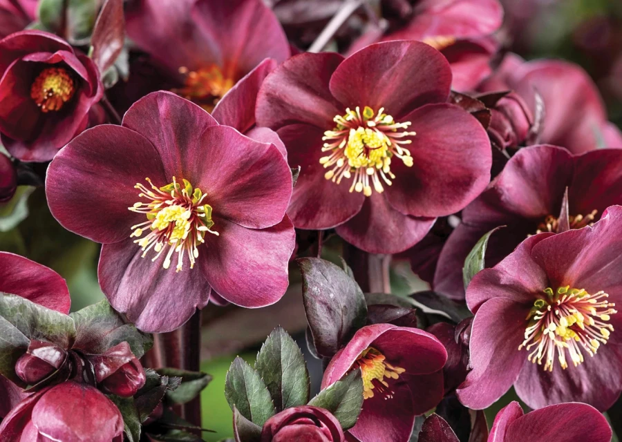 Planting guide for Winter Roses