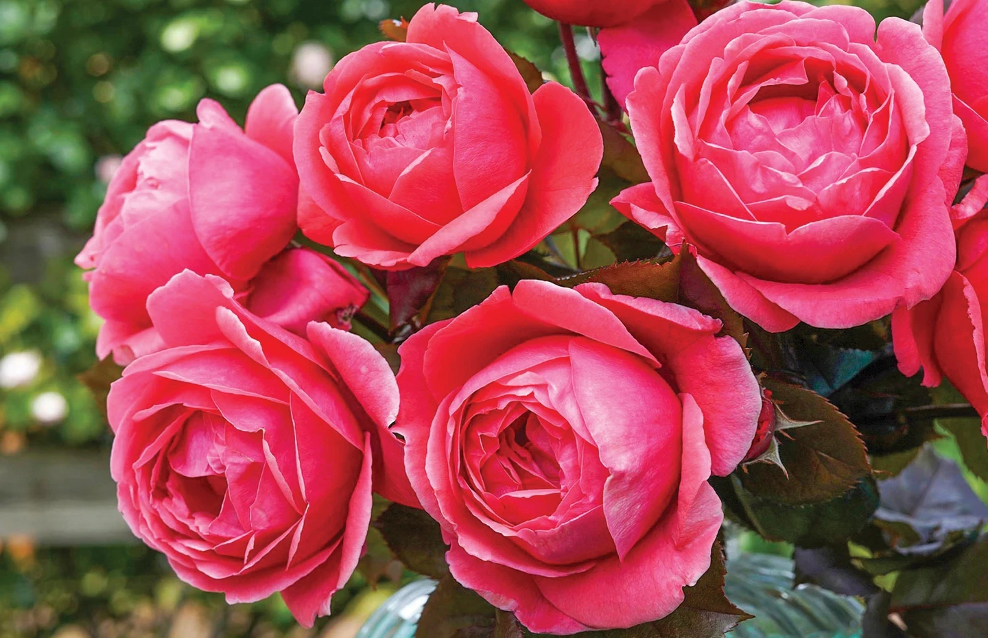 Winter Rose HGC Ice N' Roses 'Early Red' | Tesselaar