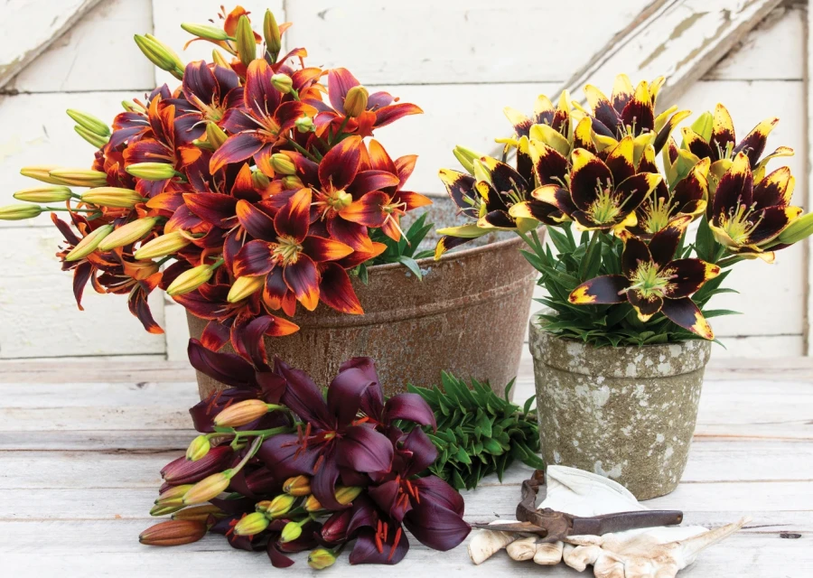 Lily Lovers – The Ultimate Guide to Growing Lilies