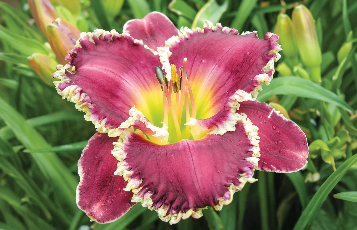 Shop Calla Lilies | Australia's Gardening Experts | Tesselaar | Tesselaar
