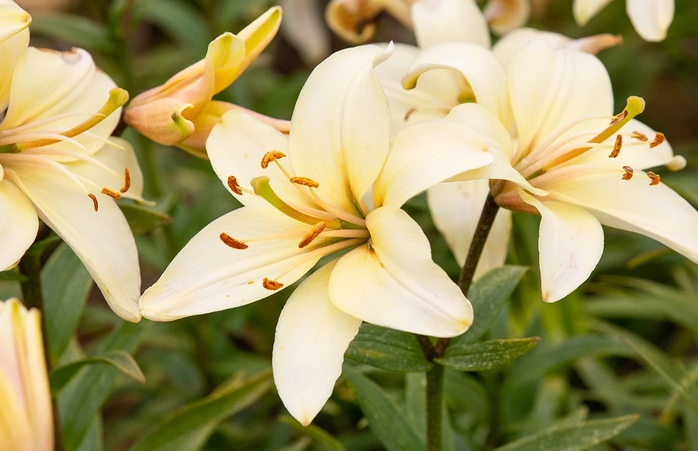 Shop Calla Lilies | Australia's Gardening Experts | Tesselaar | Tesselaar