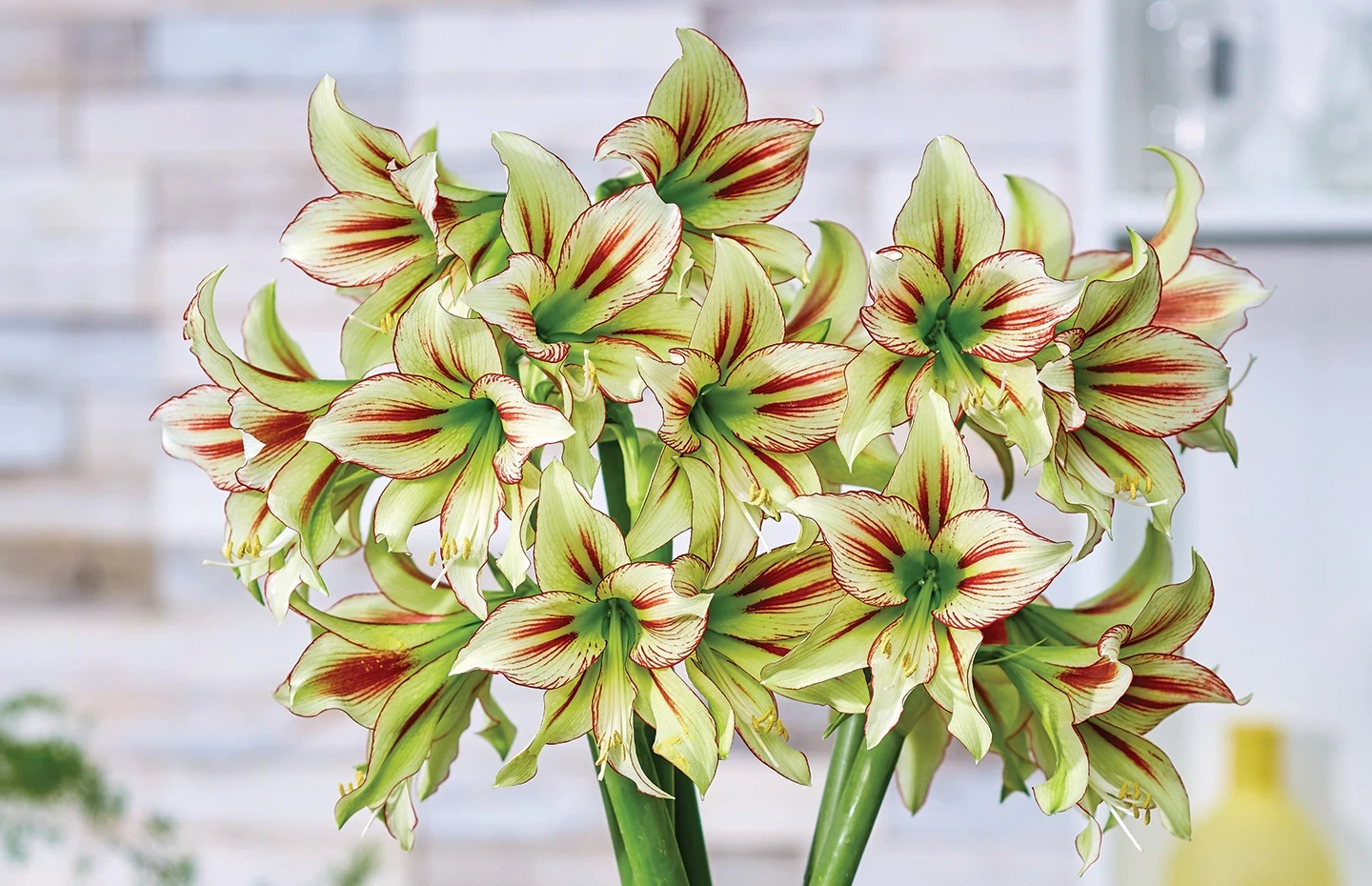 LA Lilium 'Nashville' | Tesselaar