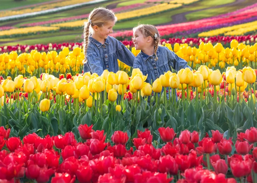 Tulip Festival