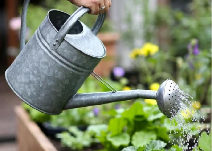 Best Way To Water Your Garden