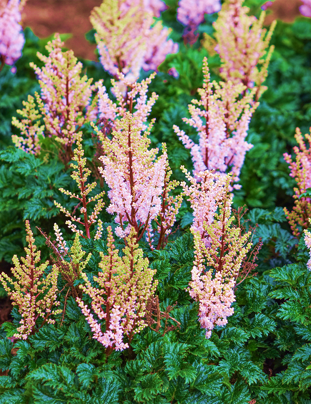 Astilbe 'Perkeo'
