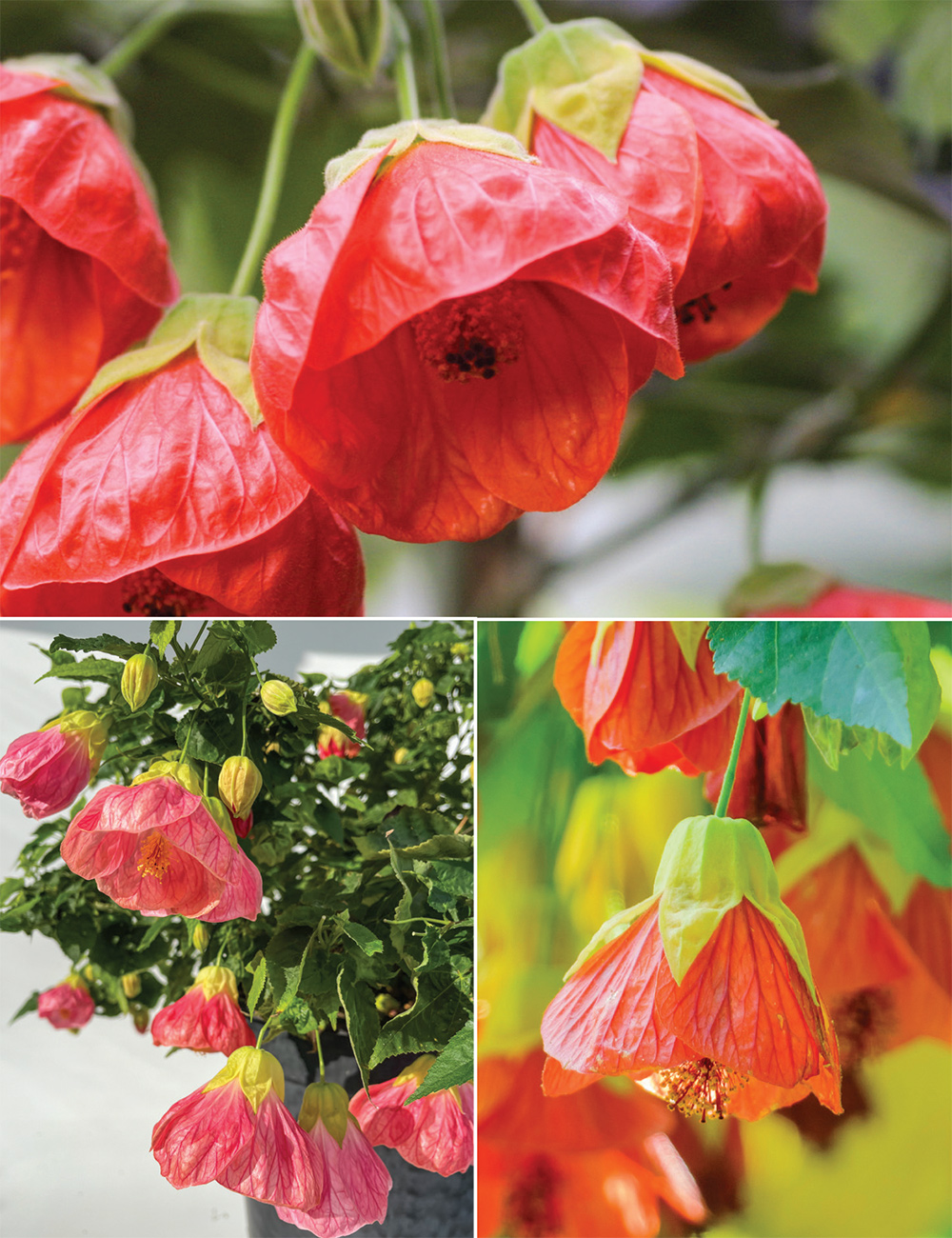 Abutilon Collection
