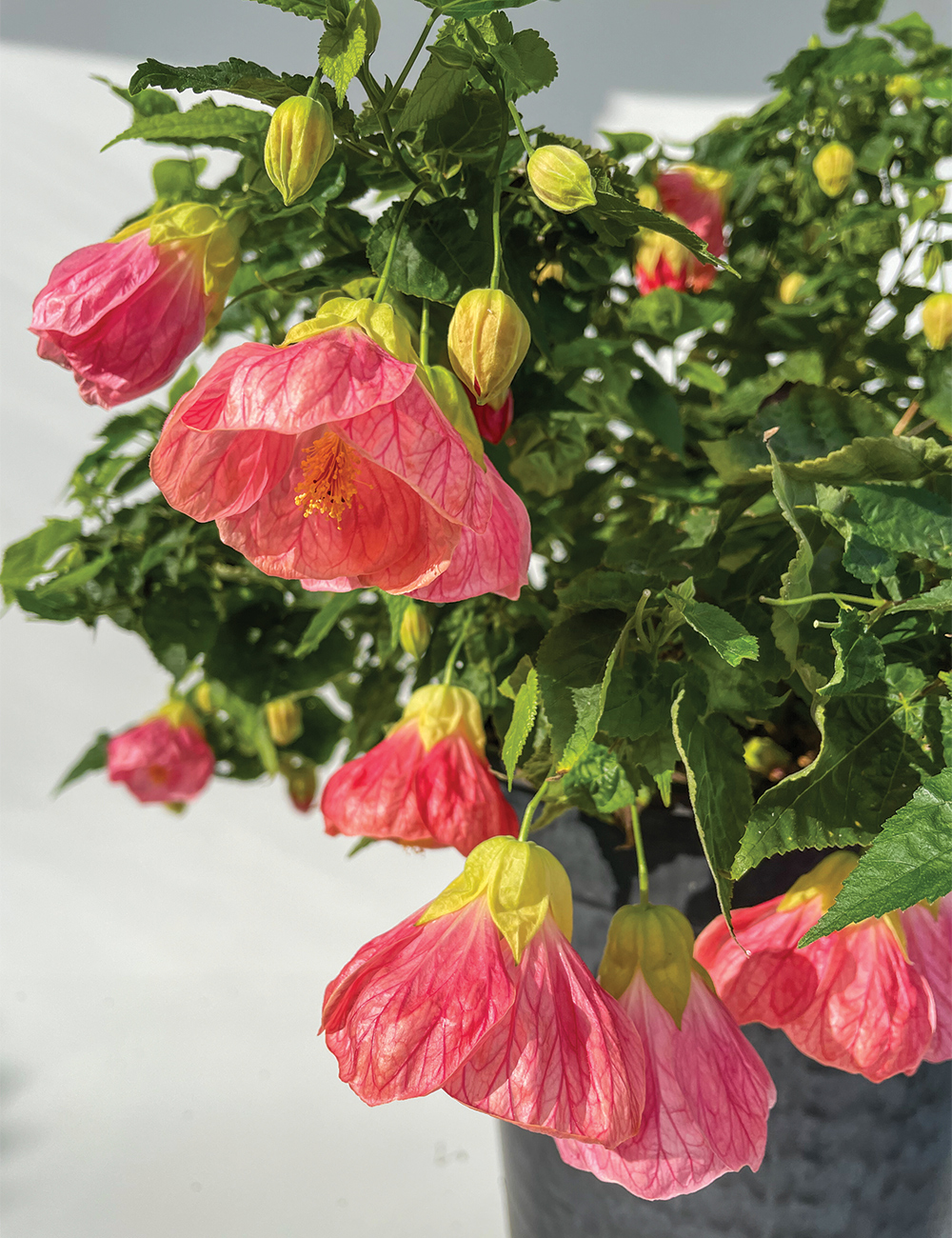 Abutilon 'Lucky Lantern Pink'