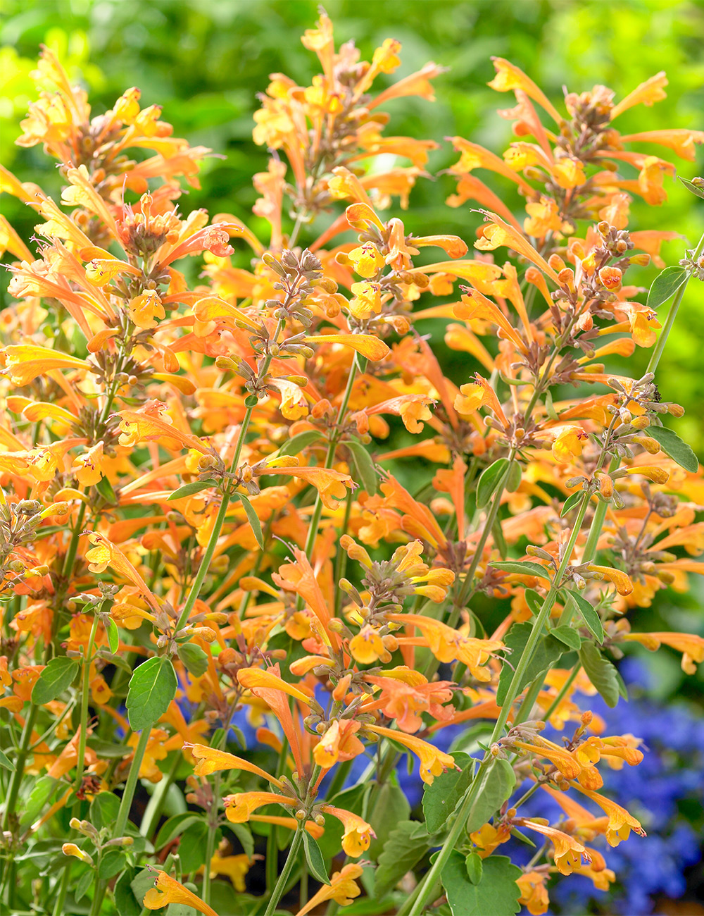 Agastache Apricot Hummingbird Mint