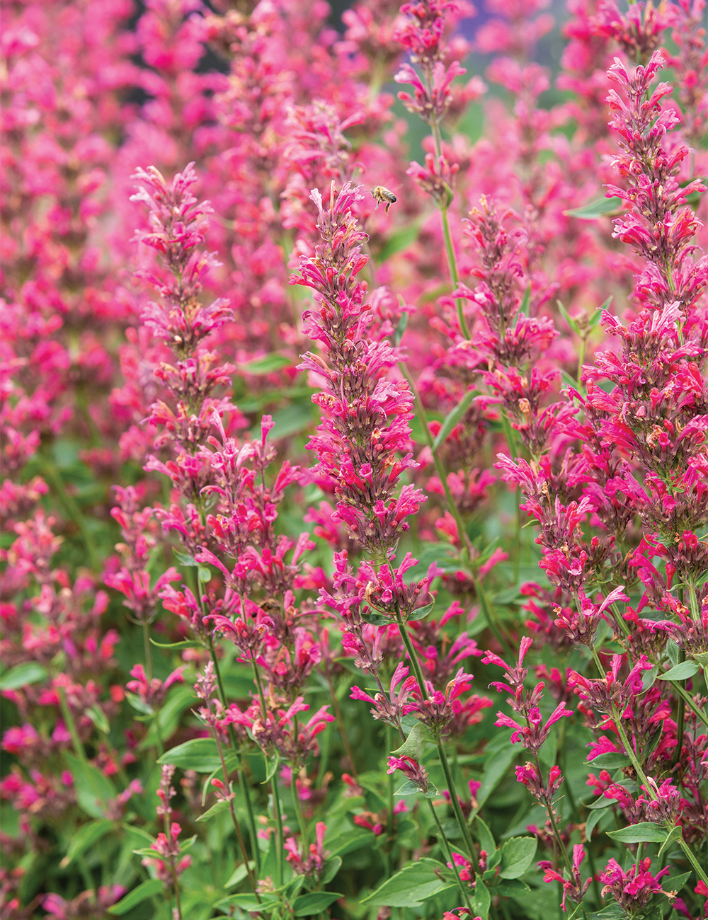 Agastache 'Raspberry Fiesta'