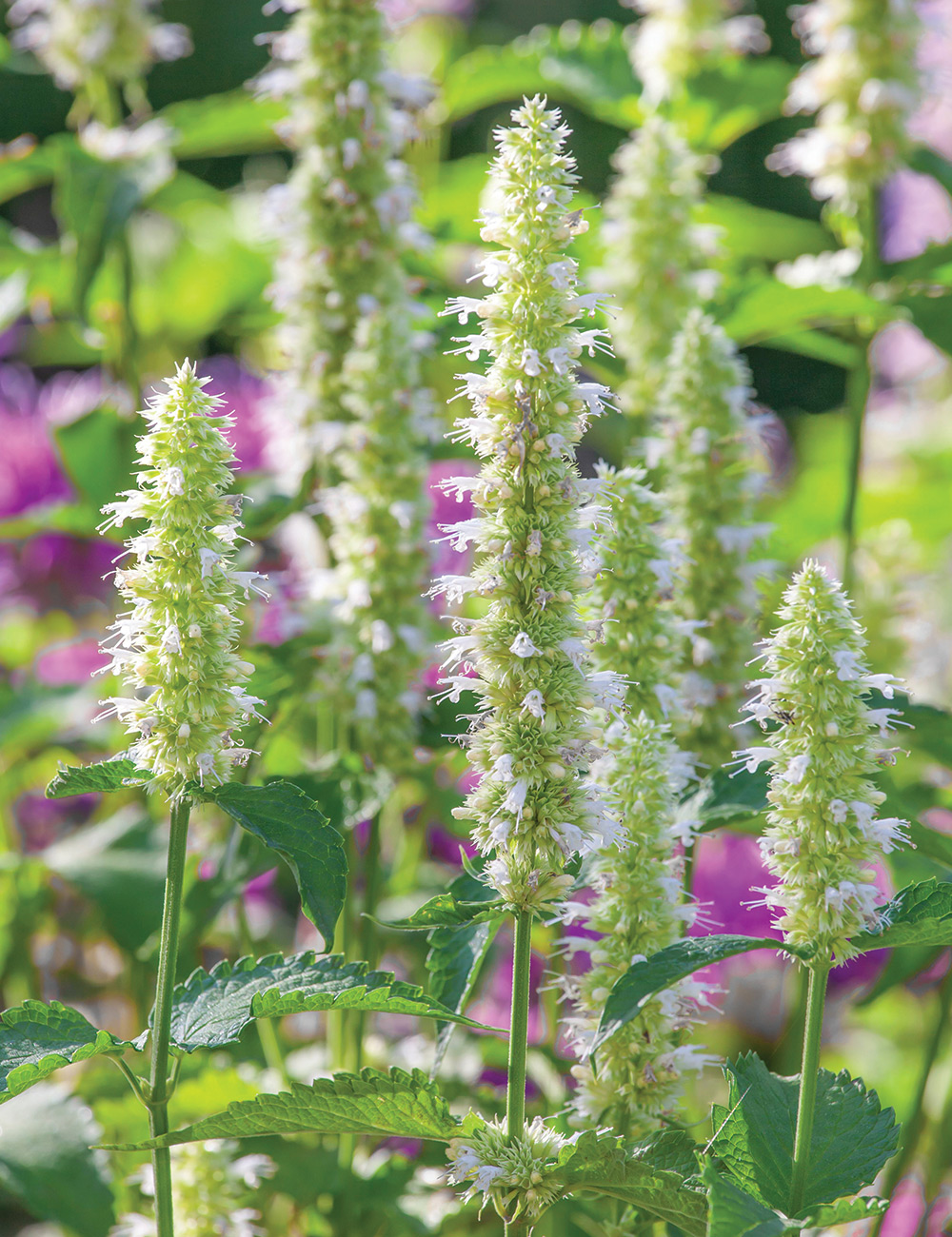 Agastache 'White Fortune'
