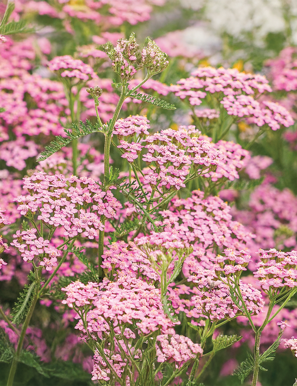 Achillea 'Pinken Flush'