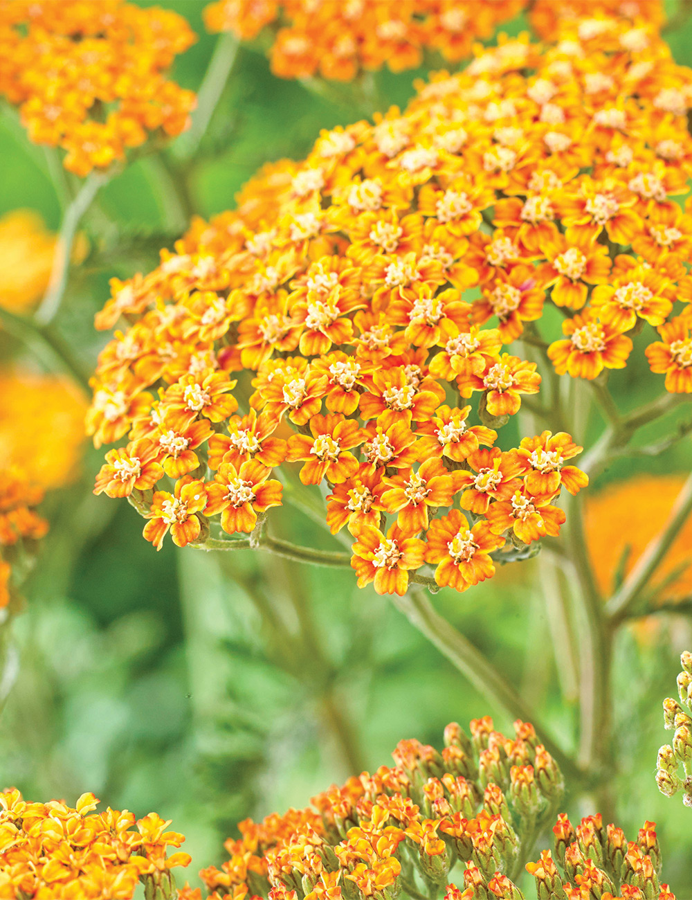 Achillea 'Terracotta'