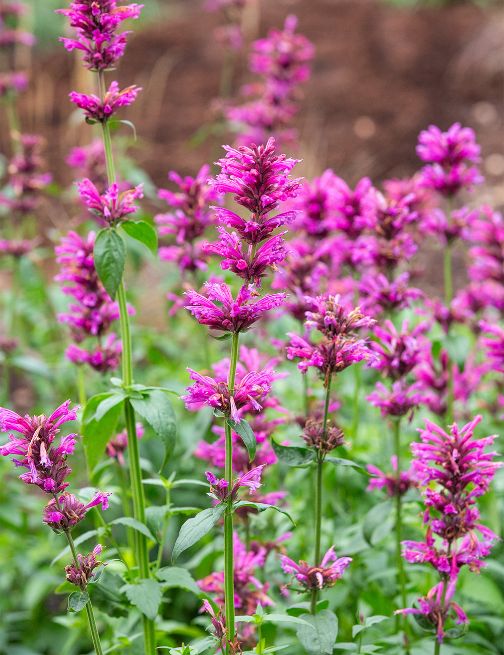 Agastache 'Sweet Lili'
