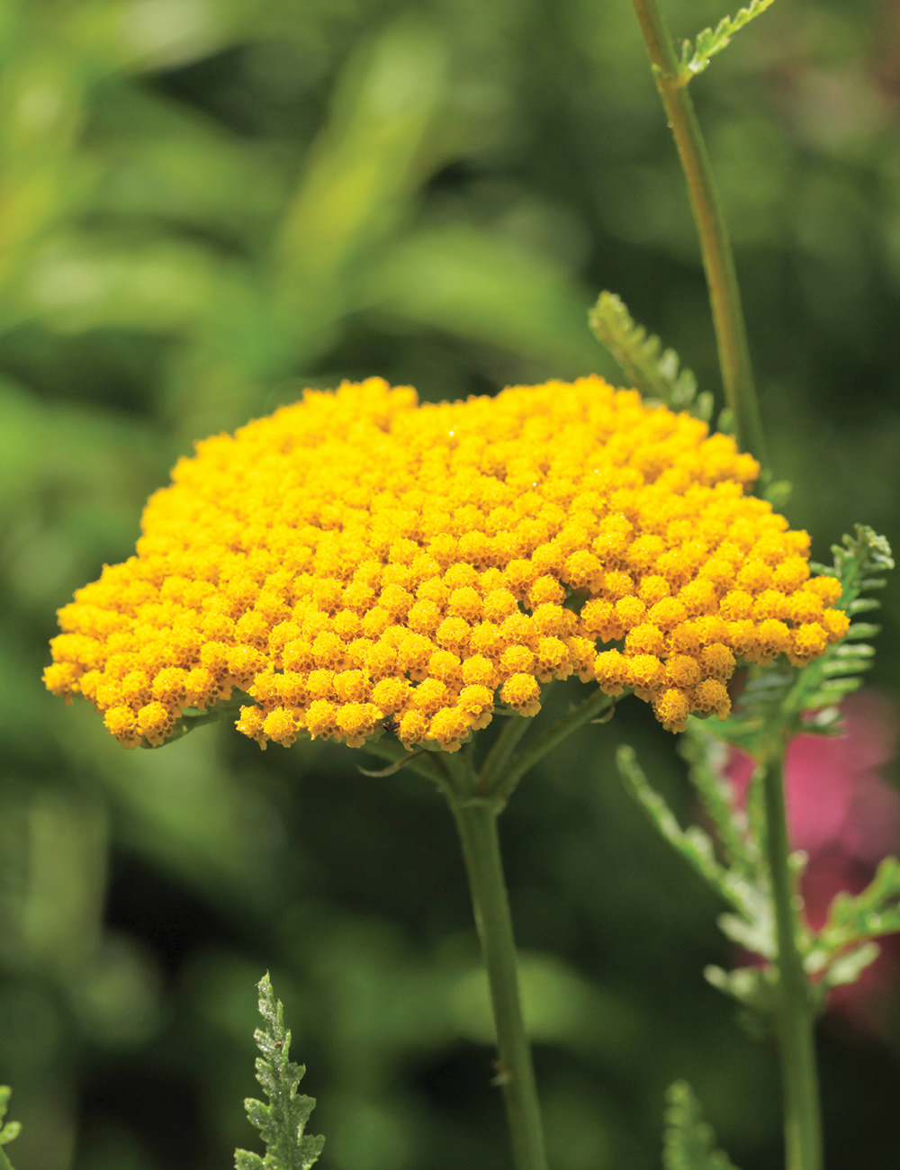 Achillea 'Coronation Gold'