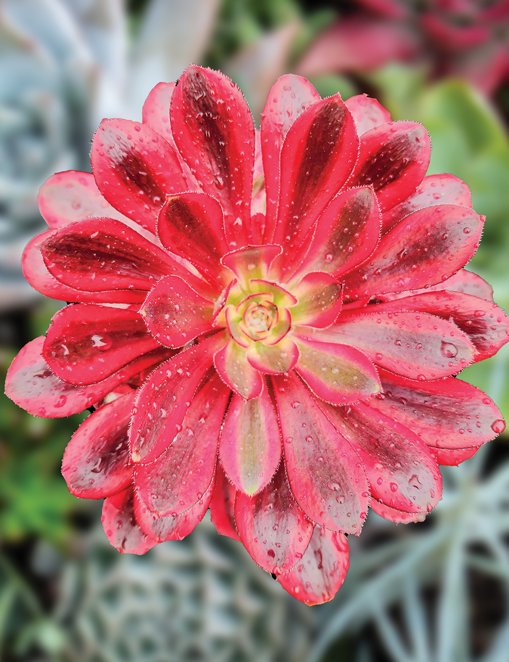 Aeonium 'Bronze Teacup'