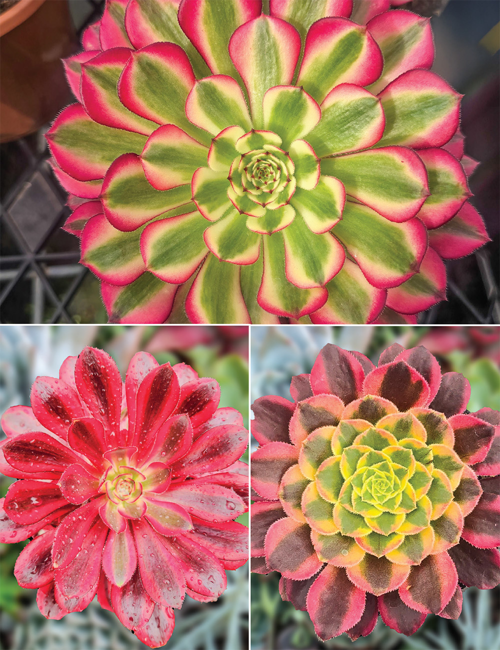Aeonium Collection