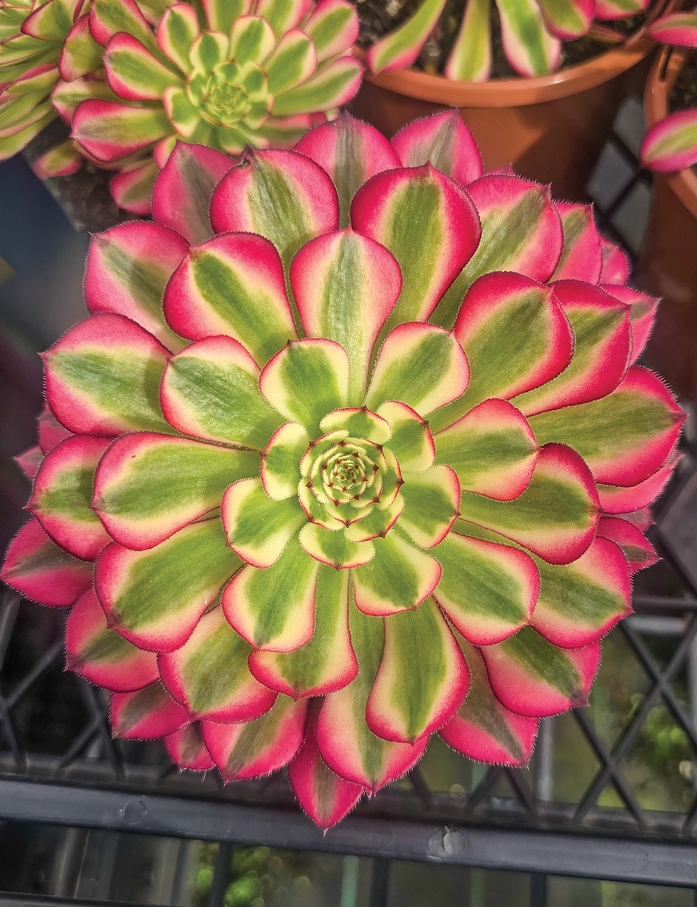 Aeonium 'Hong Dong Bek'