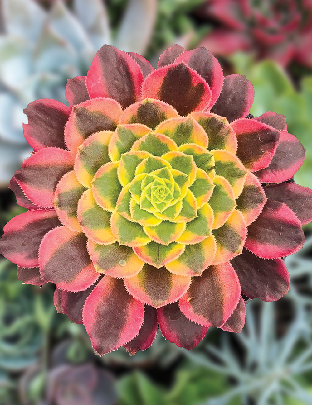 Aeonium 'Nika'