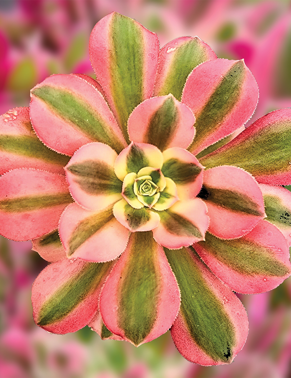 Aeonium 'Pink Witch'