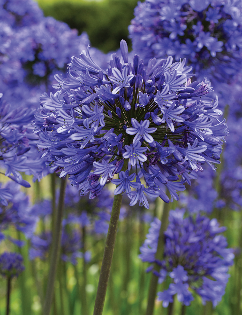 Agapanthus 'Guilfoyle'