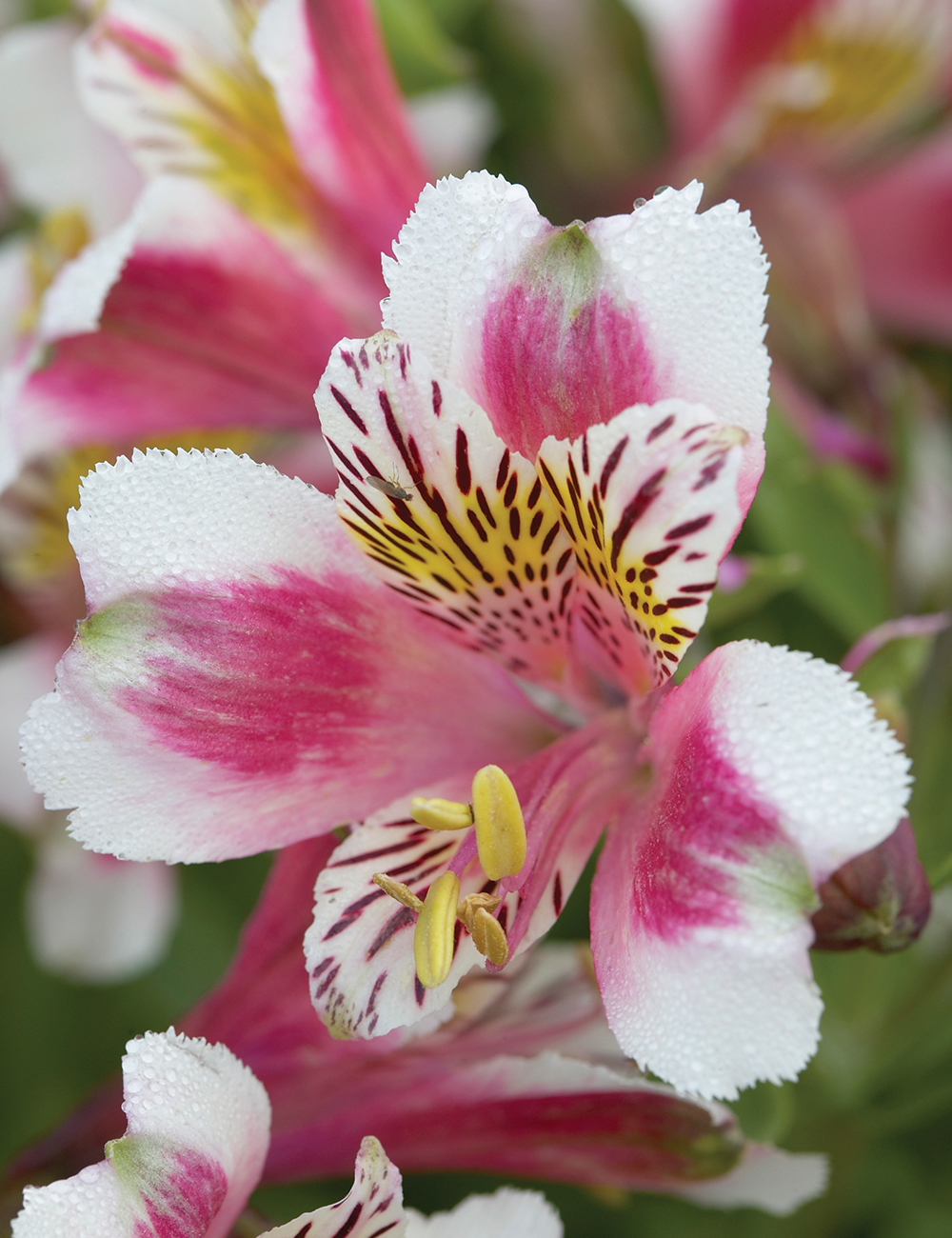 Peruvian Lily 'Inca Flamingo'