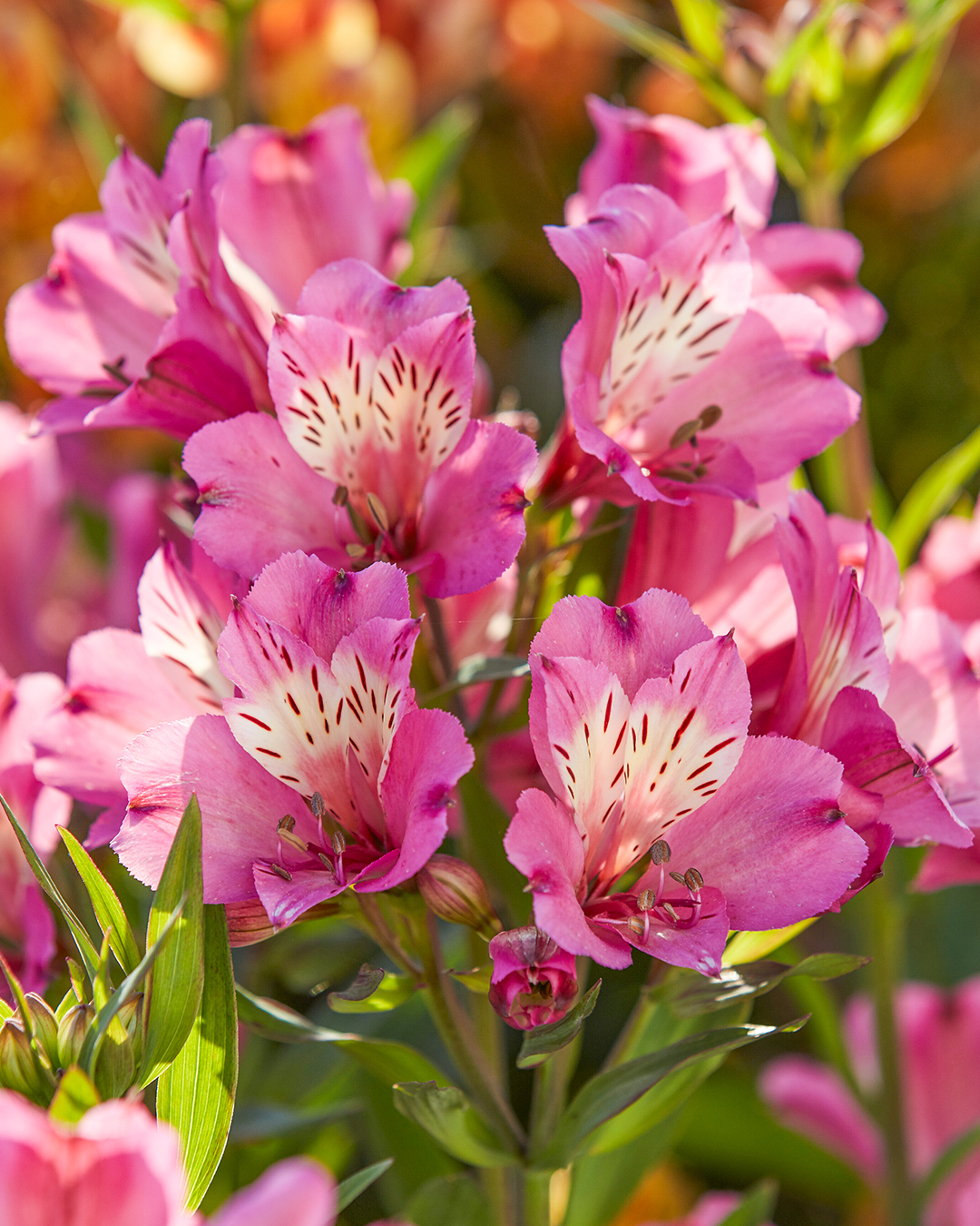 Peruvian Lily Summer Paradise 'Summer Saint'