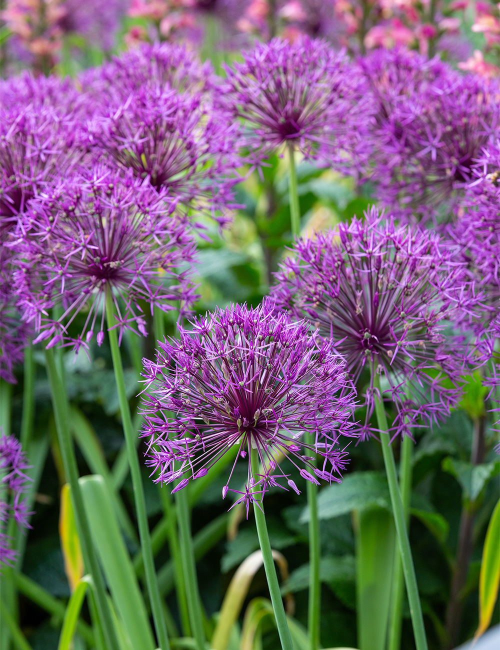 Allium 'Purple Rain'