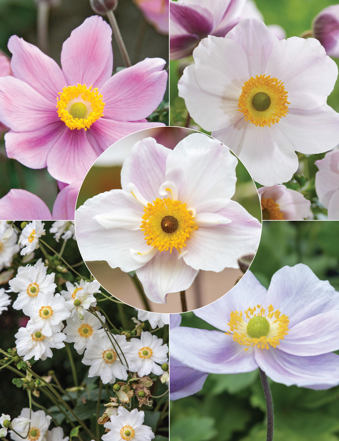 Japanese Anemone Collection