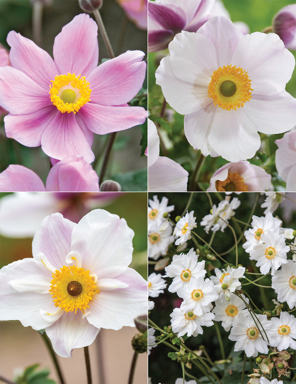 Japanese Anemone (reduced) Collection