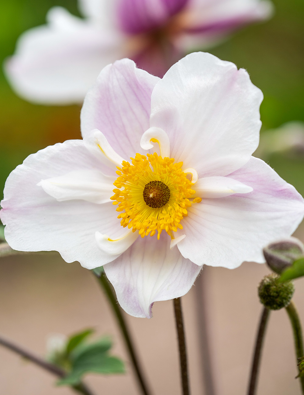 Japanese Anemone Dainty Swan