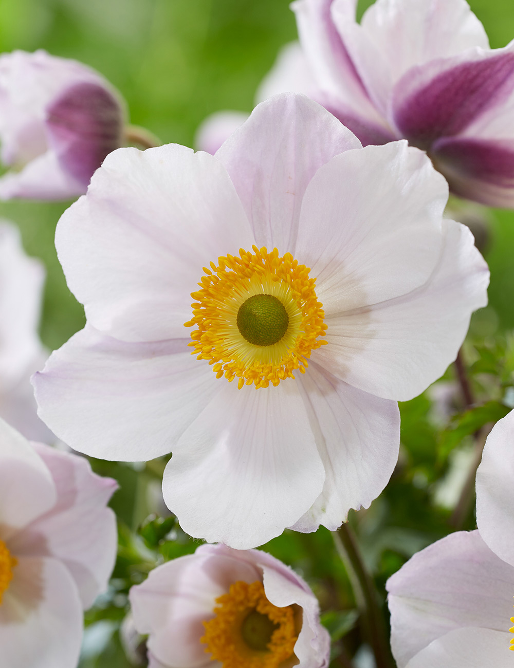 Japanese Anemone Elfin Swan