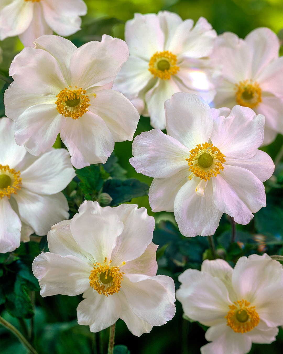 Japanese Anemone 'Honorine Jobert'