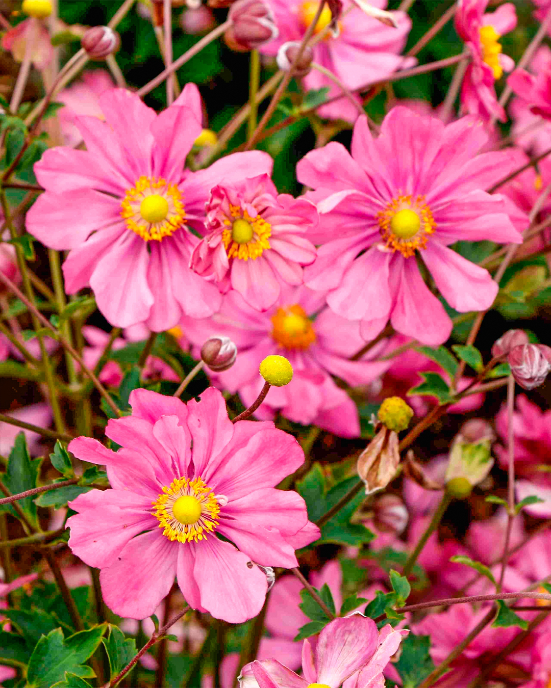 Japanese Anemone 'Harlequin Pastel'