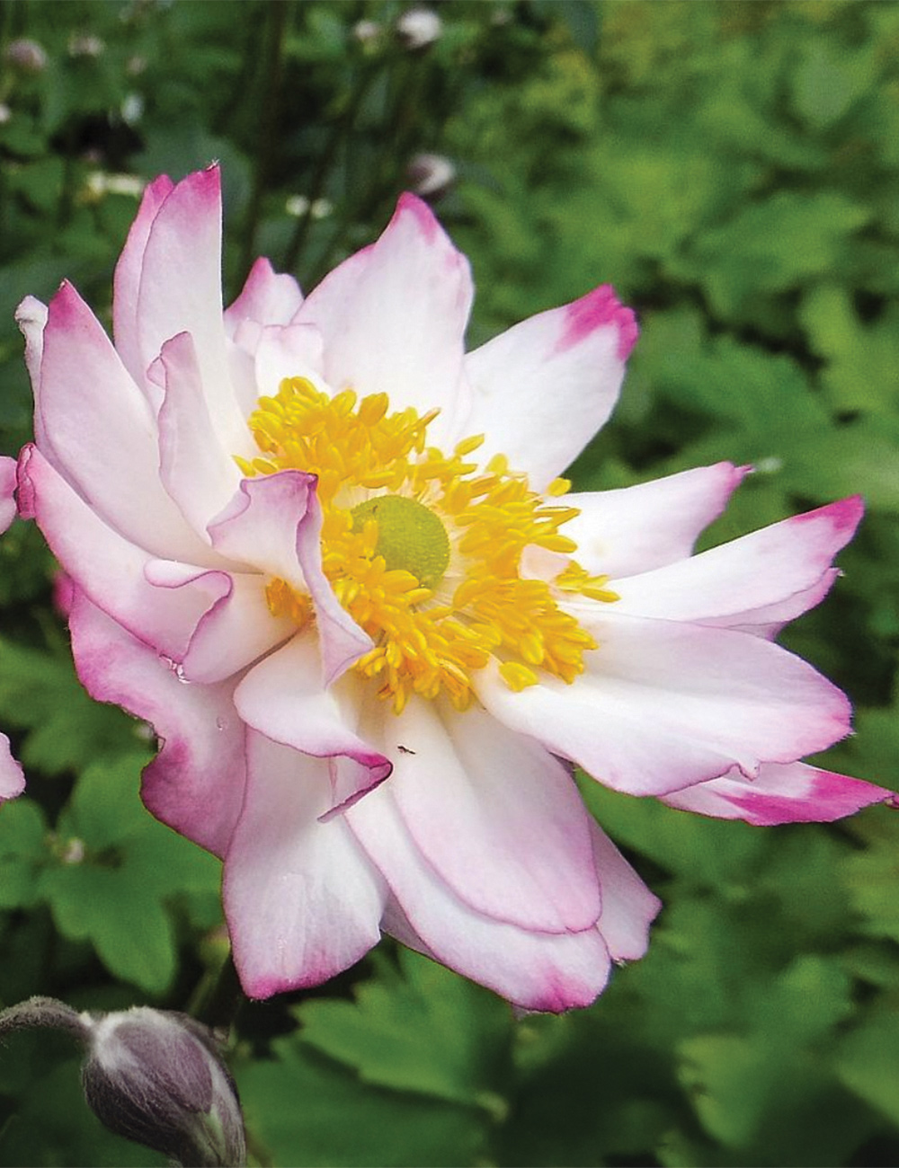 Japanese Anemone 'Royal Candy'