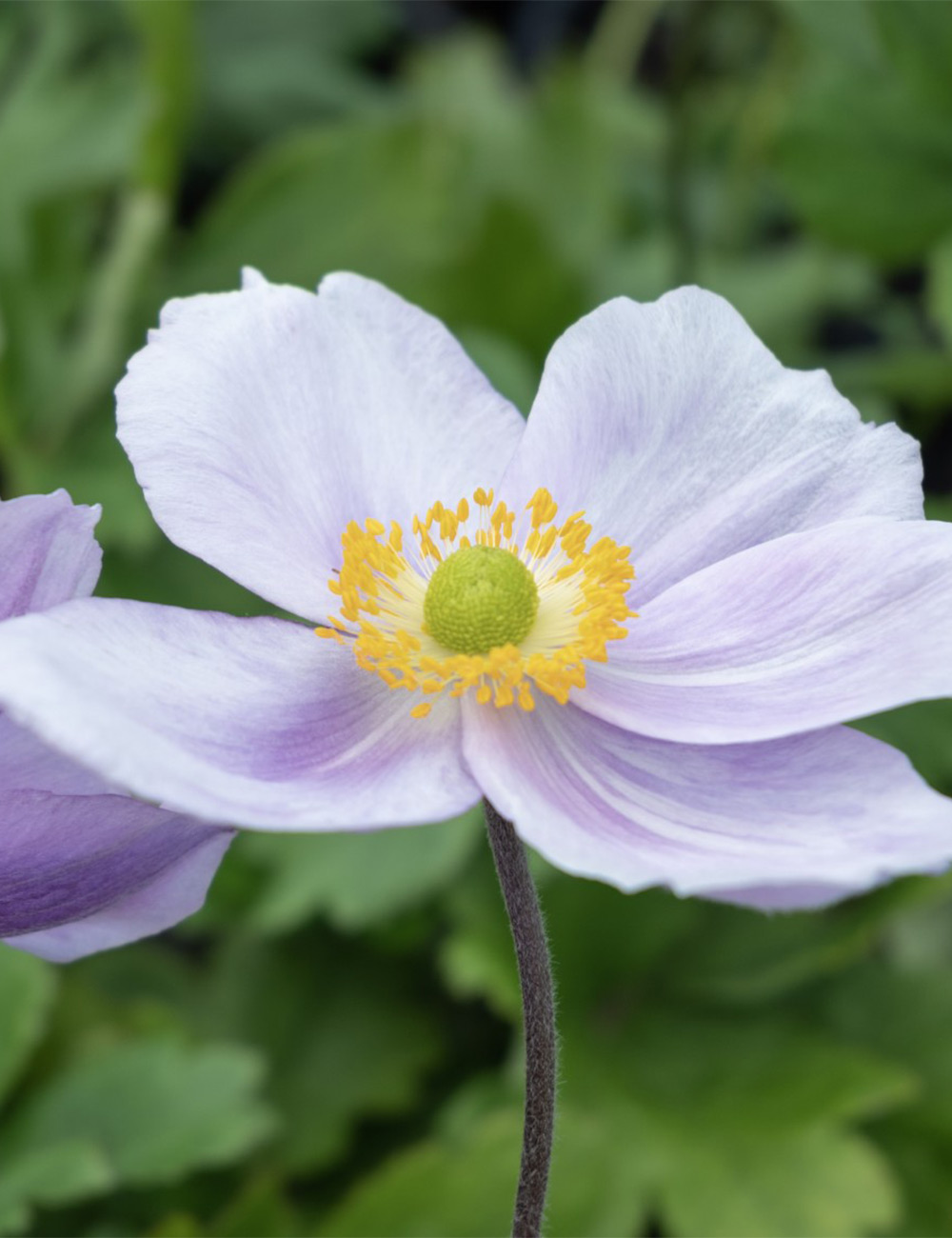 Japanese Anemone Regal Swan