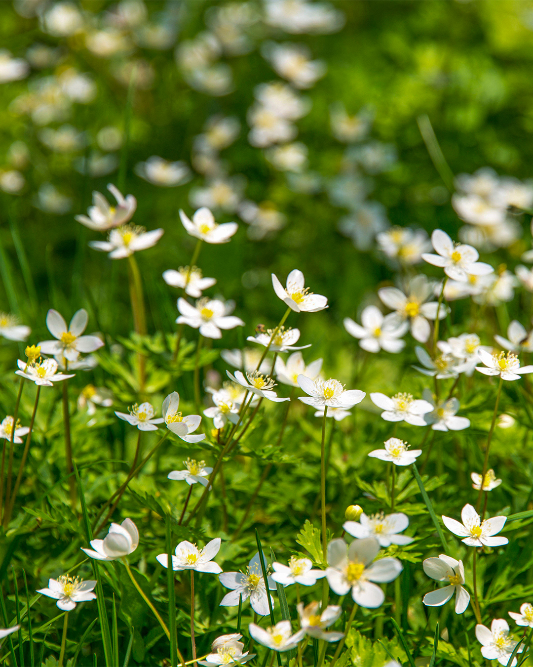 Soft Windflower