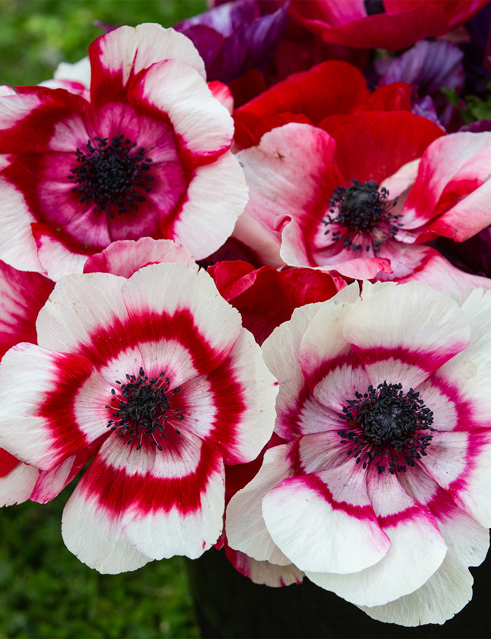 Mistral Anemone 'Bicolour'