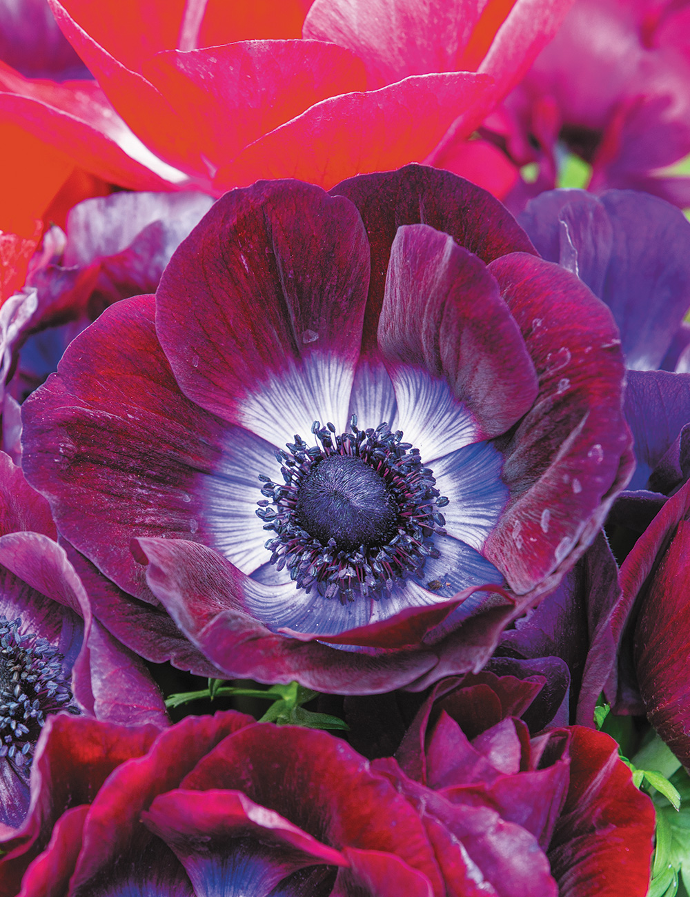 Mistral Anemone 'Bordeaux'