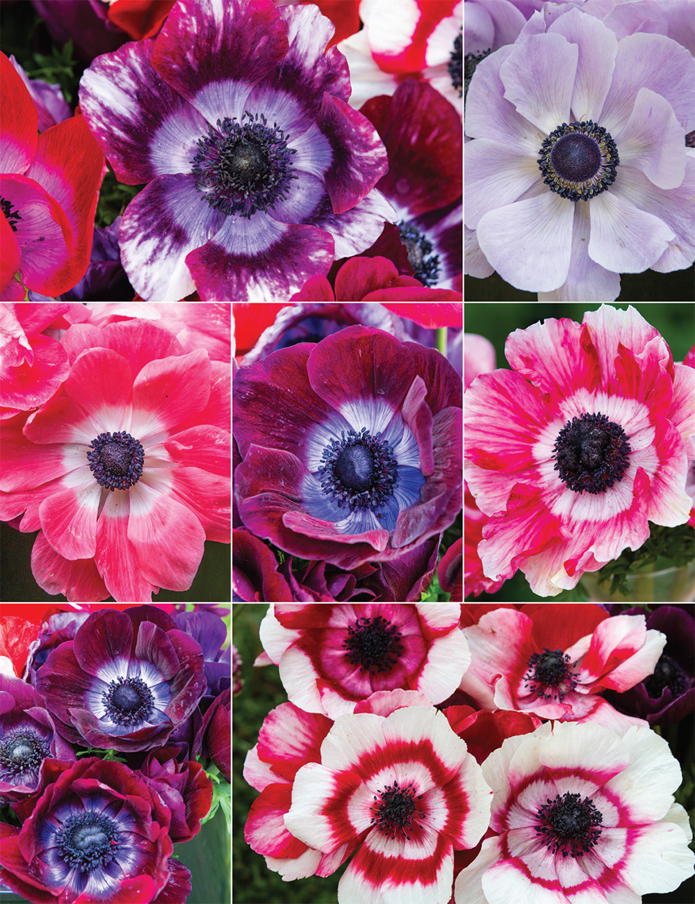 Mistral Anemones (reduced) Collection