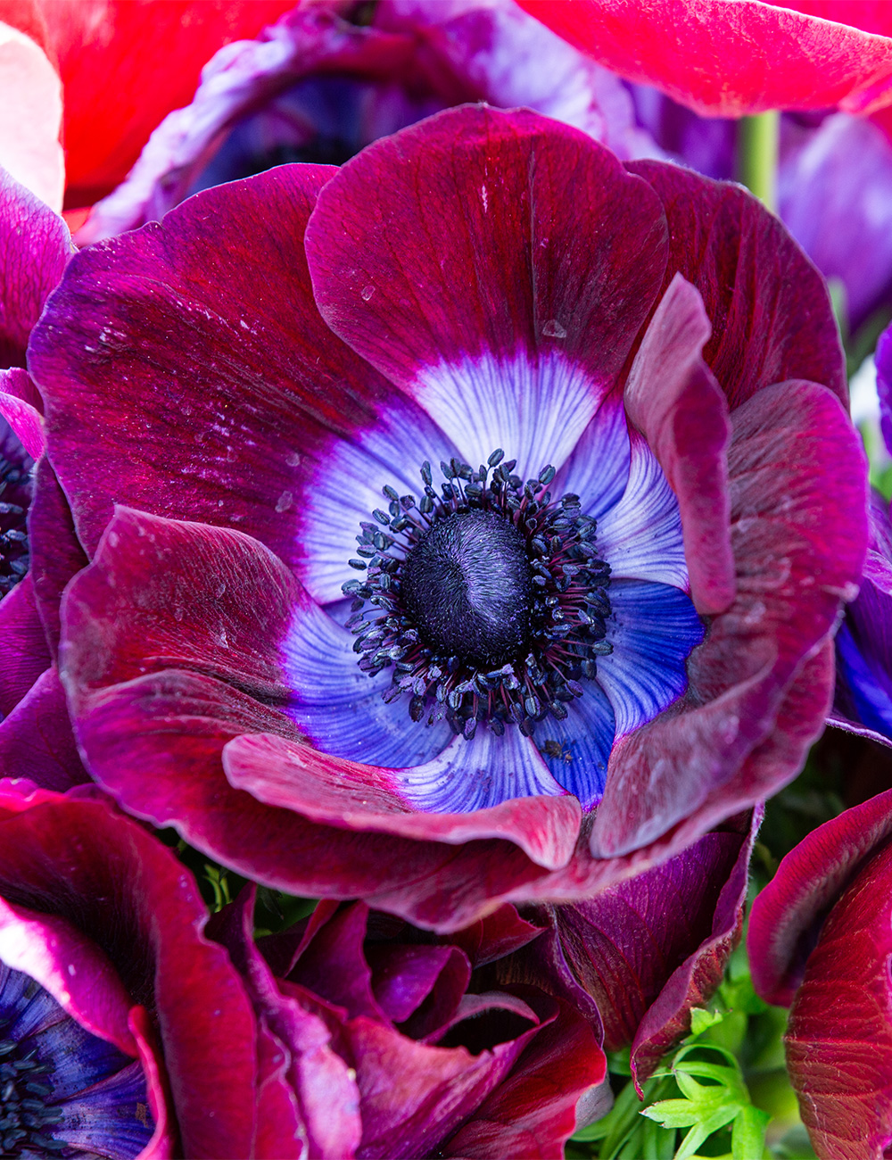 Mistral Anemone 'Grape'