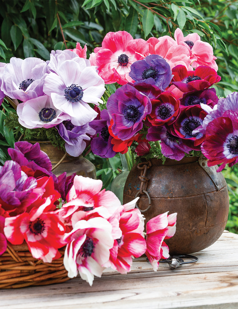 Mistral Anemones Mixed