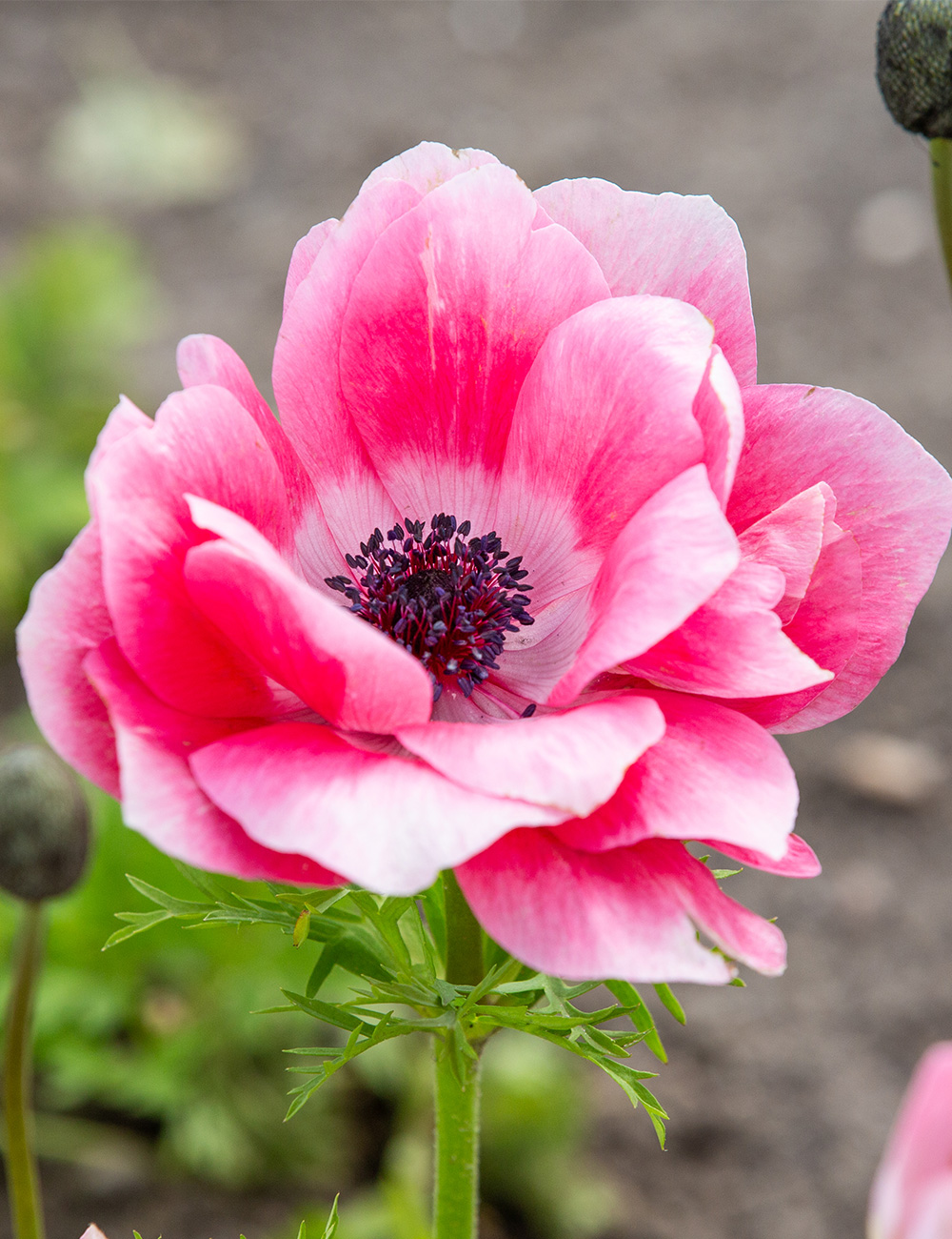 Mistral Anemone 'Rosa Chiaro'
