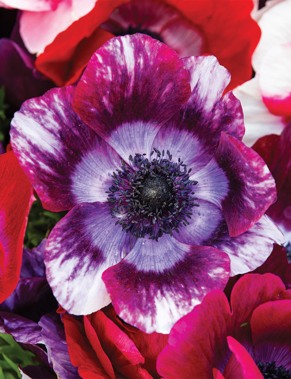 Mistral Anemone Tigre Wine